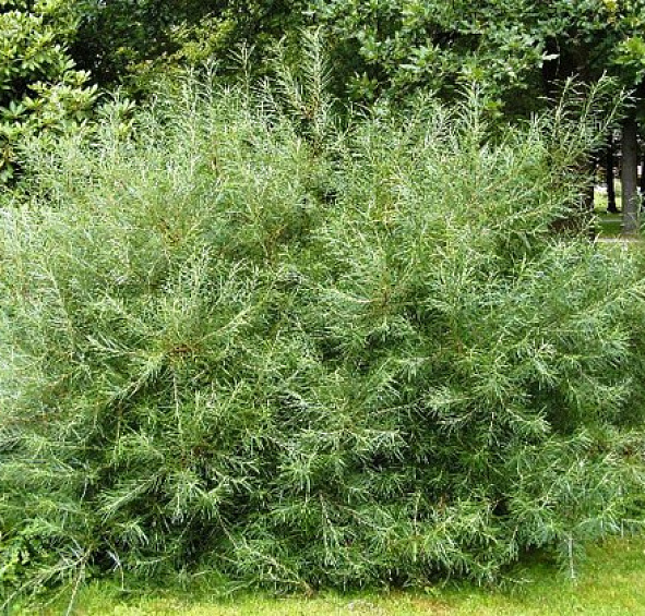 Ива розмаринолистная