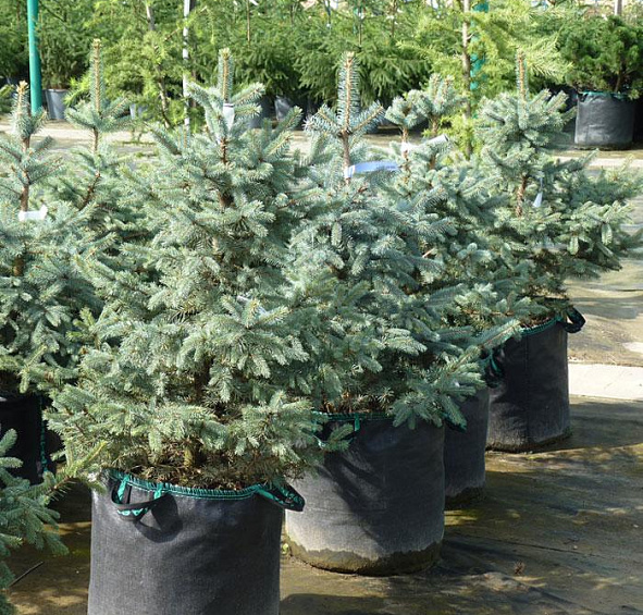 Ель колючая 'Глаука'