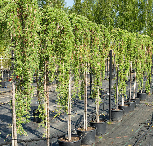 Лиственница тонкочешуйчатая (Кемпфера, японская) 'Стифф Випер'