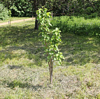 Благоустройство территории Государственного музея-заповедника А.С. Пушкина – Южный Яблони посадка
