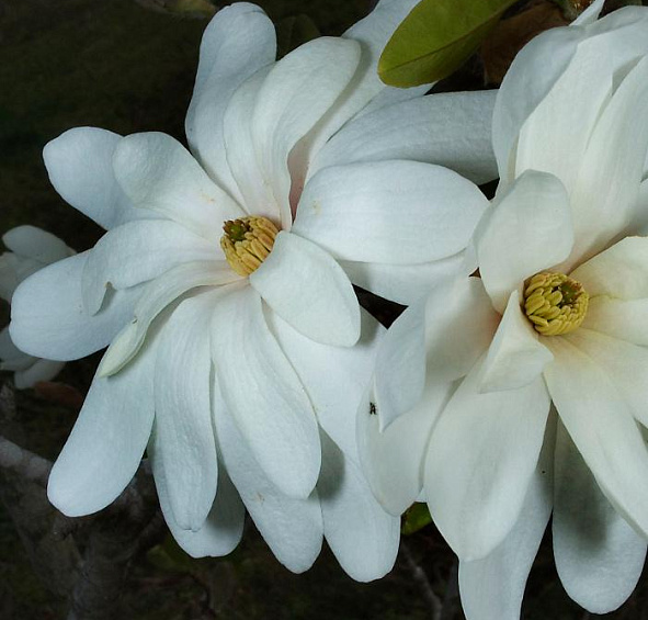 Магнолия звёздчатая 'Роял Стар'