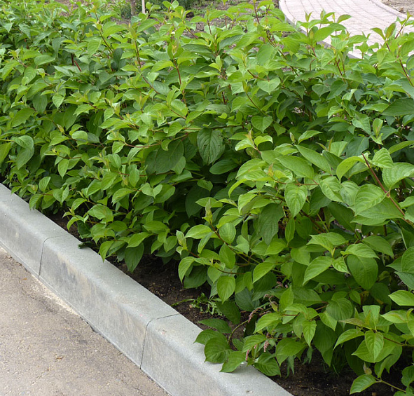 Дерен белый