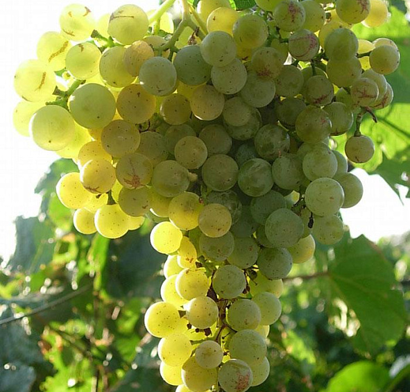 Виноград Ритон