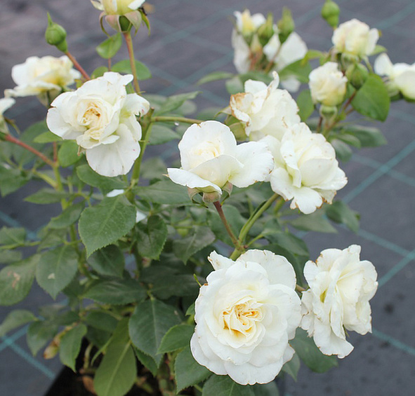 Роза 'Леди Романтика' (флорибунда) (белая)