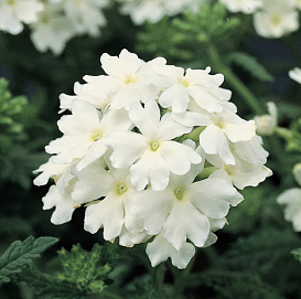 Вербена гибридная компактная 'Кварц Уайт.' (белая)
