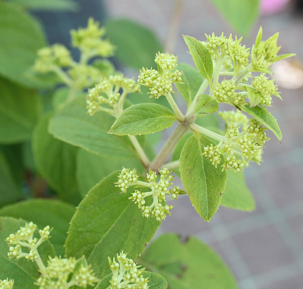 Гортензия метельчатая 'Бобо'