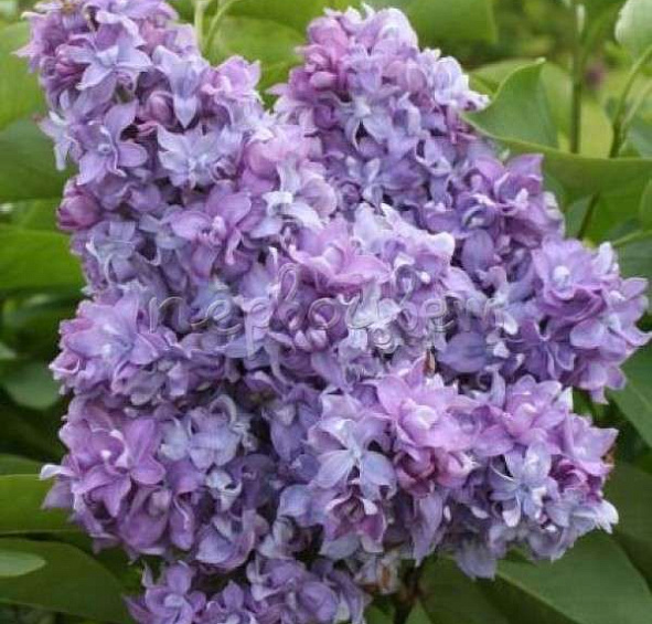 Сирень обыкновенная 'Небо Москвы' (пурпурно - голубая)