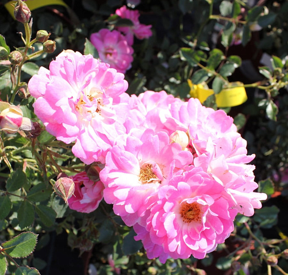 Роза 'Флирт 2011' (миниатюрная) (розовая)