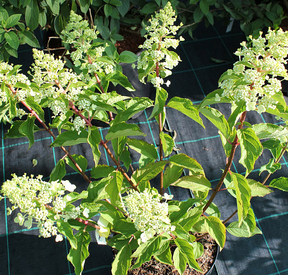 Гортензия метельчатая 'Биг Бен'