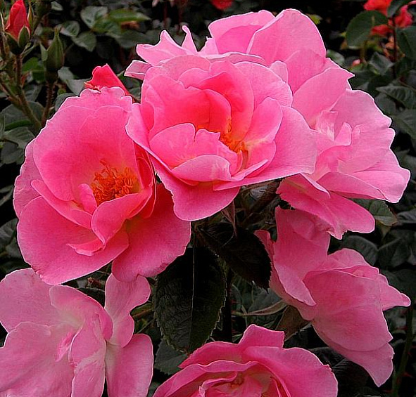 Роза Пинк Робуста (Pink Robusta)