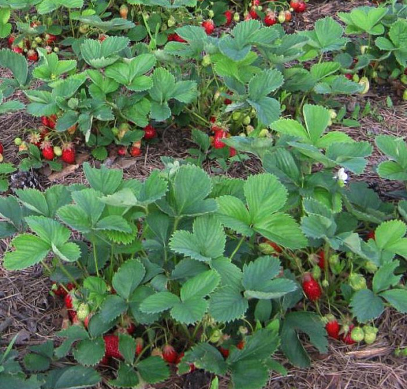 Земляника (клубника) 'Хонеойе'