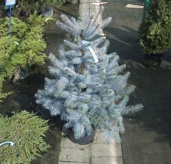 Ель колючая 'Блу Даймонд'