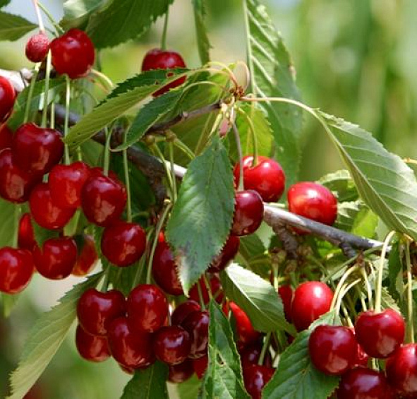 Черешня 'Ревна'