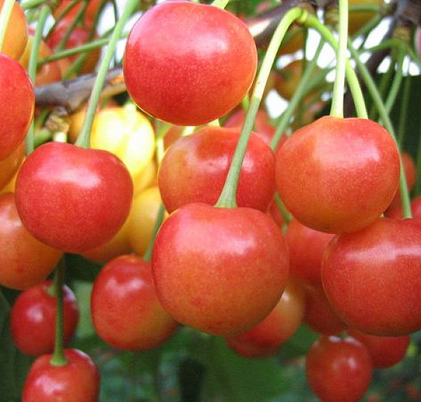 Черешня 'Брянская розовая'