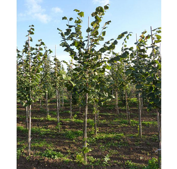 Липа крупнолистная