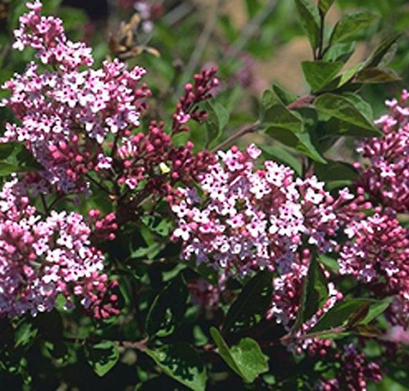 Сирень Джози (Josee)