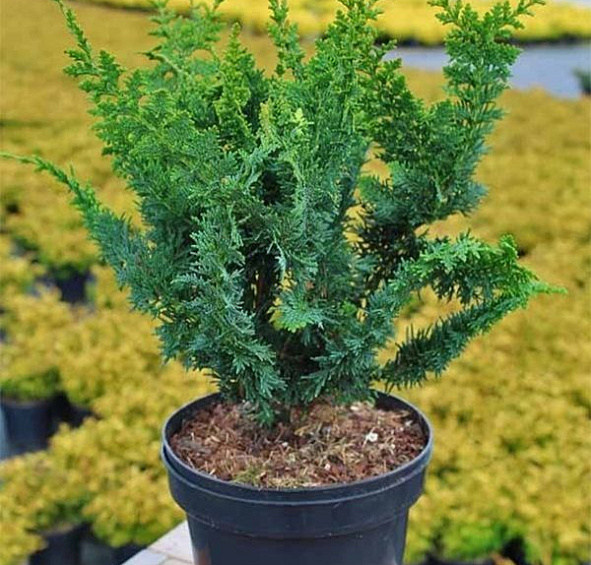 Кипарисовик горохоплодный 'Тедди Бир'