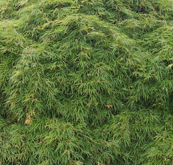 Клен дланевидный 'Эмеральд Лейс'