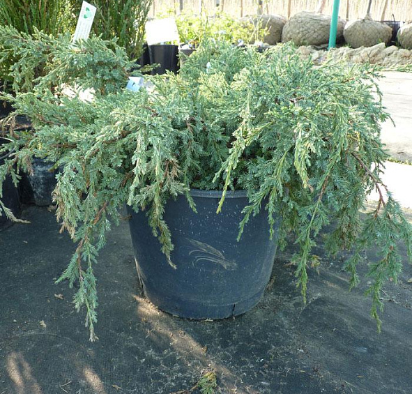 Можжевельник чешуйчатый Холгер (Holger)