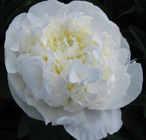 Пион молочноцветковый 'Мари Лемуан' (белый)