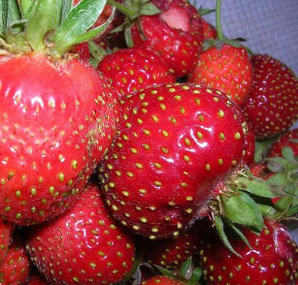 Земляника (клубника) 'Московский деликатес'
