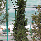 Фотоальбом Хвойные в садовом центре. Ноябрь 2012 Хвойные в садовом центре Южный. Ноябрь 2012