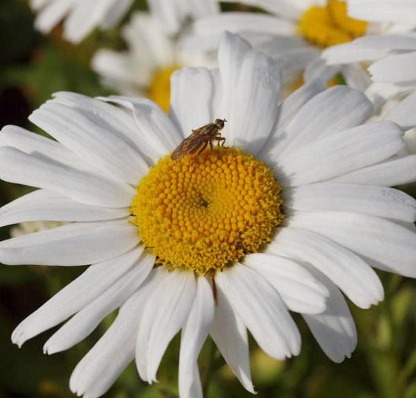 Нивяник Дварф Сноу Леди