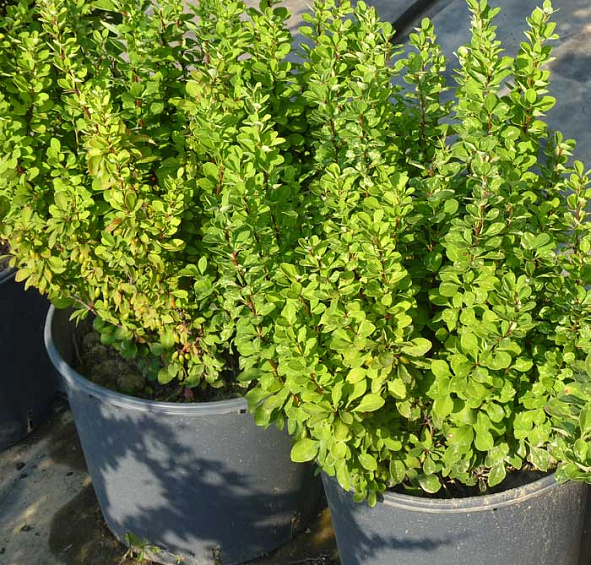 Барбарис Тунберга 'Паувау'