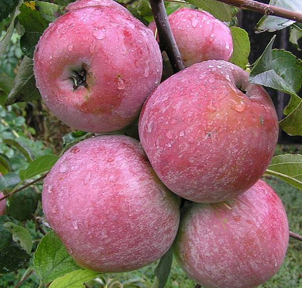 Яблоня Память Ульянищева