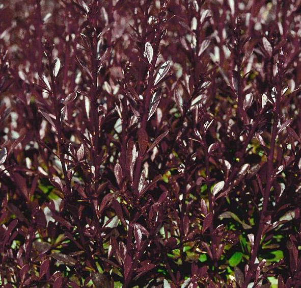 Барбарис Тунберга 'Ред Чиф'