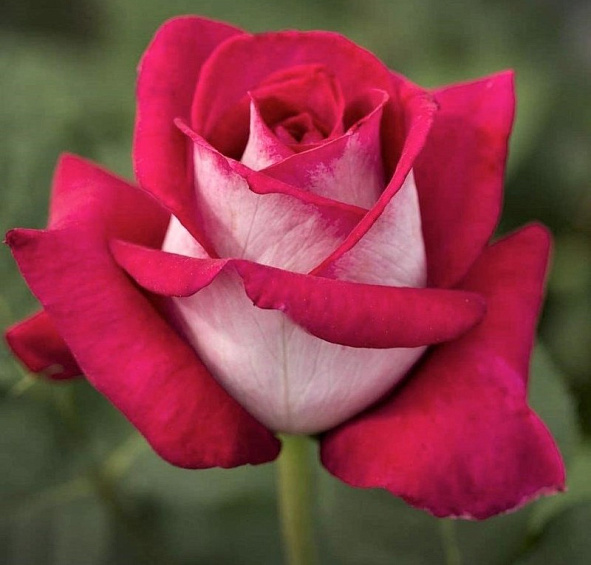 Роза 'Моника Белуччи' (чайно-гибридная) (бело - красная)