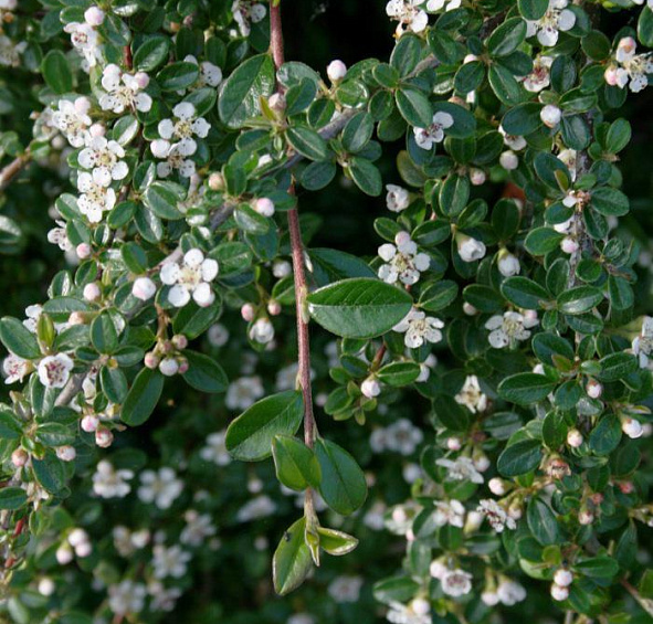 Кизильник Даммера 'Мункрепер'