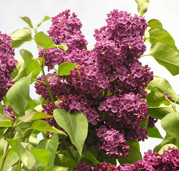 Сирень обыкновенная 'Людвиг Шпет' (фиолетово - розовая)