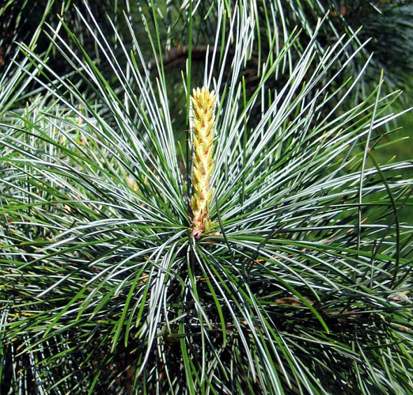 Сосна корейская кедровая (Кедр корейский)