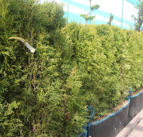 Туя западная 'Смарагд' блоки ж/и 80х100х40