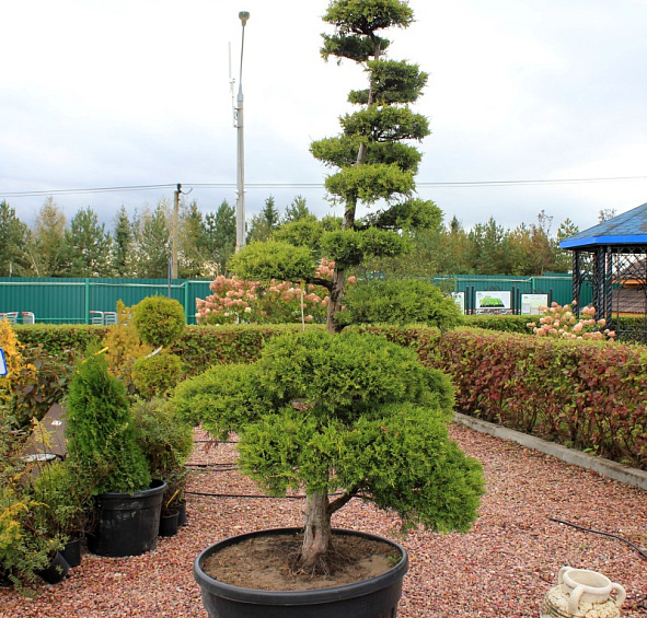 Можжевельник китайский 'Куривао Голд' бонсай