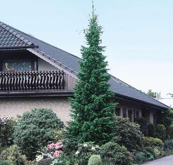 Ель сербская