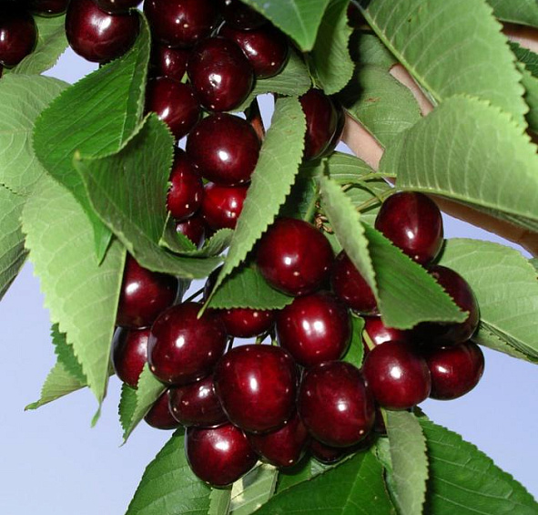 Черешня Мичуринка