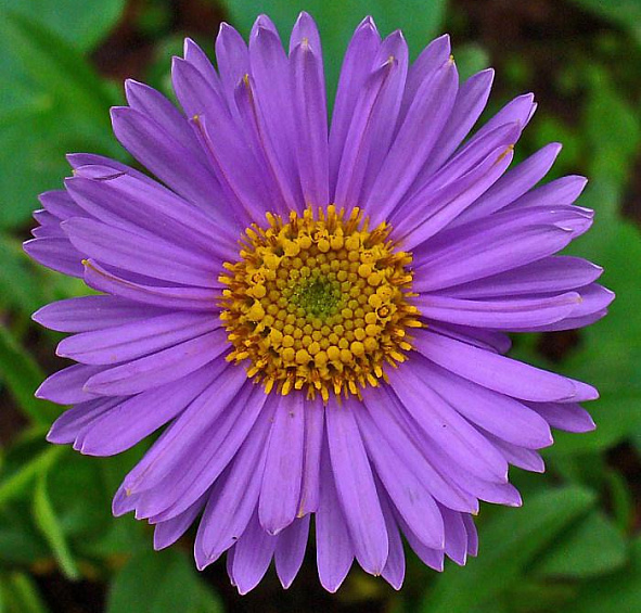 Астра альпийская