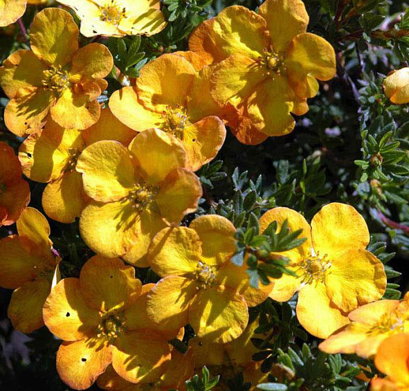 Лапчатка кустарниковая 'Голд Теппич'