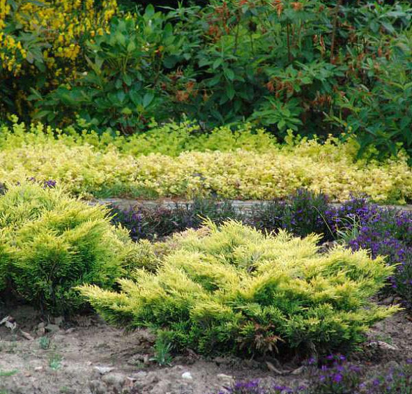 Можжевельник горизонтальный 'Лаймглоу'