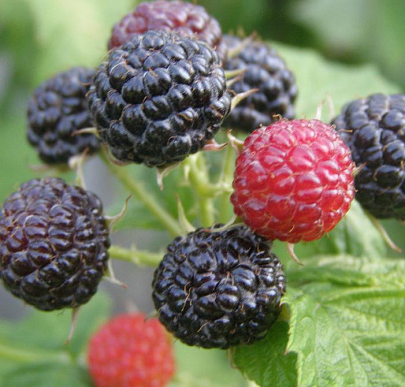 Малина черная 'Кумберленд'