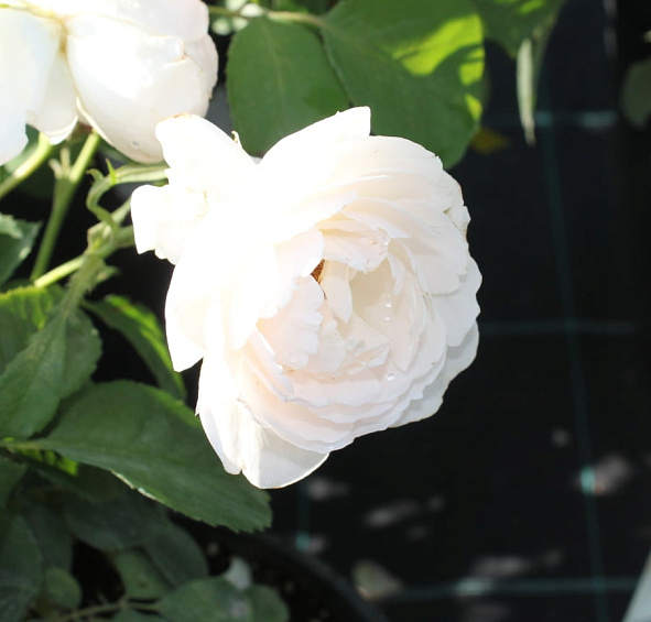 Роза 'Дездемона' (парковая) (бело - кремовая)