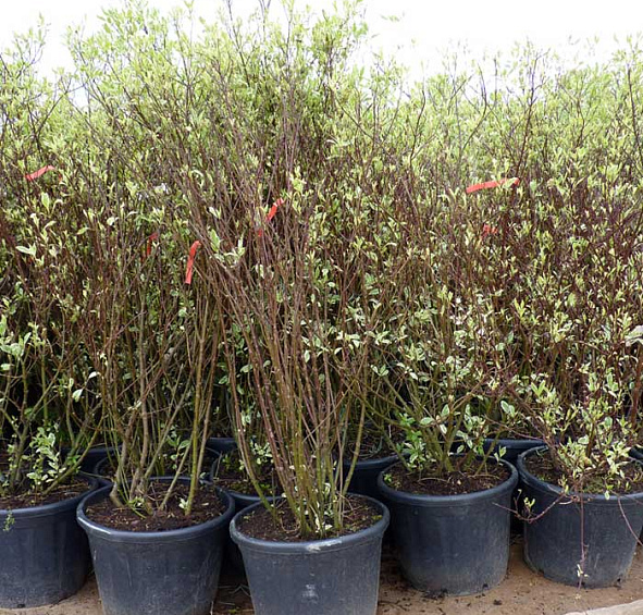 Дерен белый 'Элегантиссима'