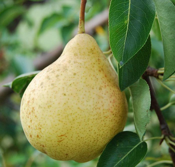 Груша 'Москвичка'