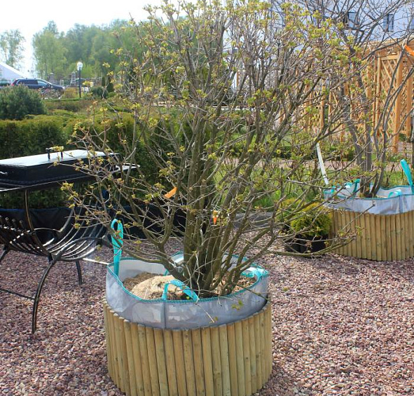 Калина обыкновенная 'Розеум' (шар)