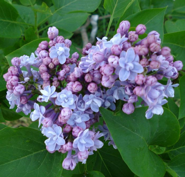 Сирень обыкновенная 'Виктор Лемуан' (лилово - голубая)