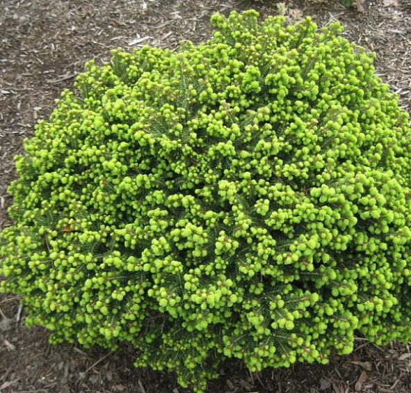 Ель обыкновенная 'Литтл Джем'