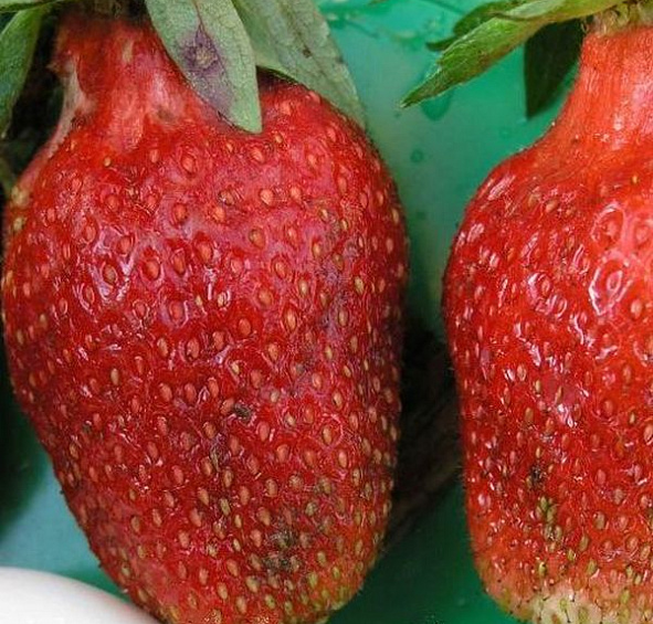 Земляника (клубника) 'Кардинал'