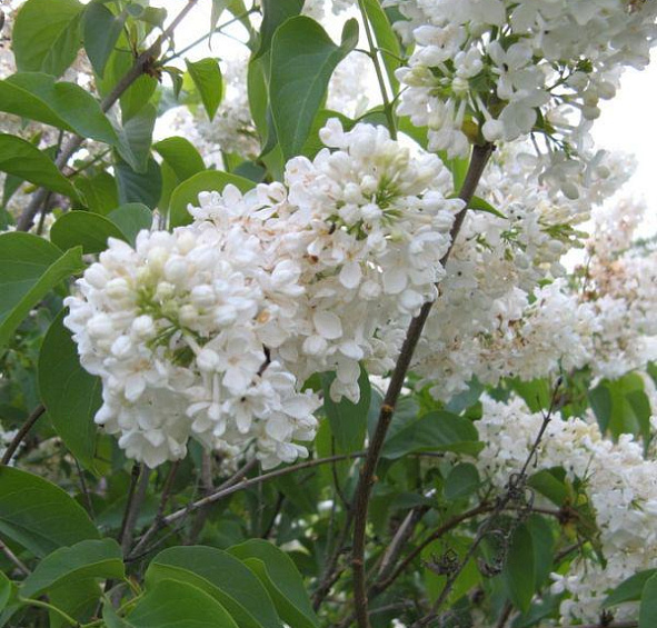 Сирень обыкновенная 'Мари Легре' (белая)